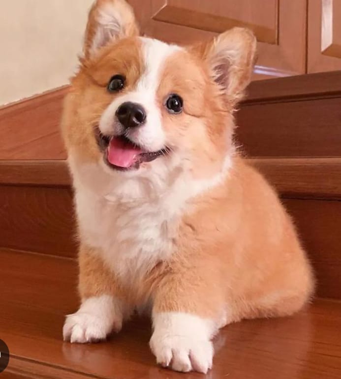 到府煮飯清潔打掃收納整理寵物照顧